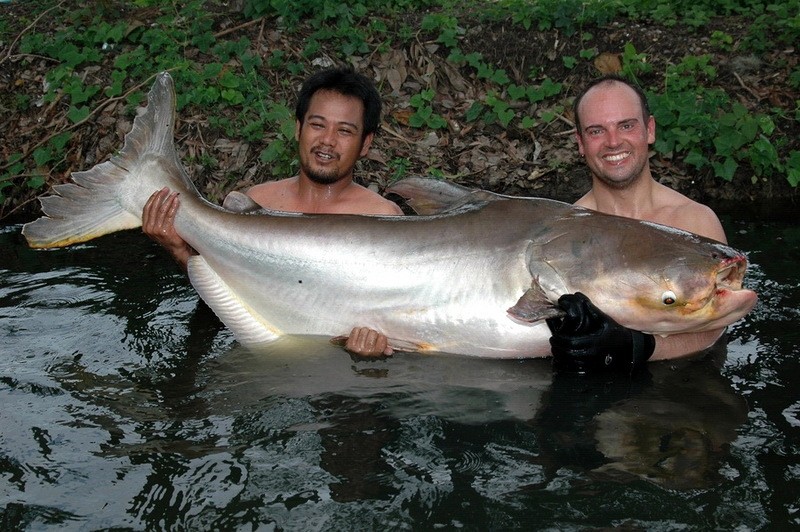 Phát hiện 6 con cá tra dầu khổng lồ hiếm gặp ở sông Mekong - Hình 6 Phat hien 6 con ca tra dau khong lo hiem gap o song Mekong-Hinh-6