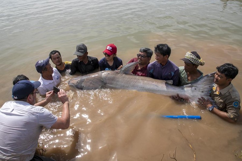 Phat hien 6 con ca tra dau khong lo hiem gap o song Mekong