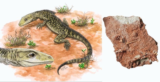 Tìm thấy hóa thạch bò sát 205 triệu tuổi, lịch sử phải viết lại - Hình 6 Tim thay hoa thach bo sat 205 trieu tuoi, lich su phai viet lai-Hinh-6