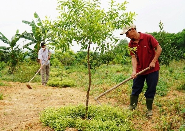 Loai go quy duoc menh danh nhu 'vang xanh', Viet Nam cung co-Hinh-3