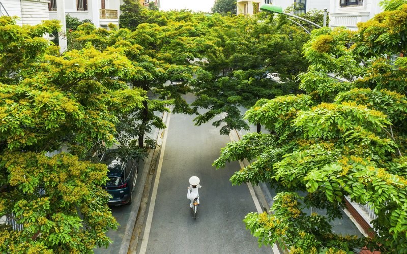 Loai go quy hon vang o Viet Nam, tram nam moi cho thu hoach-Hinh-9