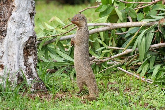 Loai cay cuc quy o Viet Nam nam trong Sach Do the gioi-Hinh-3