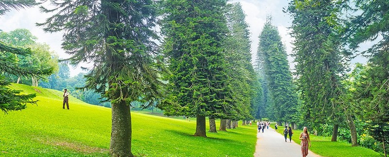 La lung loai cay luon nghieng ve xich dao, mai chua co loi giai-Hinh-3