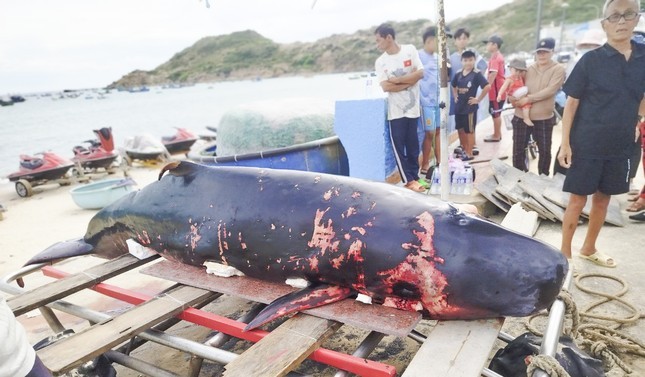 Ca Ong 50kg va loat ca voi khung tung dat bo bien Viet Nam-Hinh-4