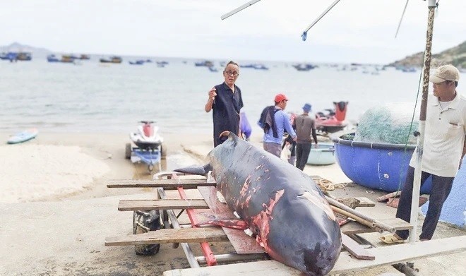 Ca Ong 50kg va loat ca voi khung tung dat bo bien Viet Nam