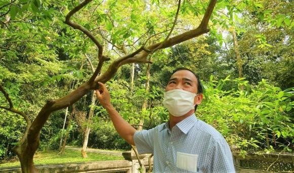 La lung cay oi gan 100 nam tuoi biet 'cuoi' o Thanh Hoa-Hinh-2