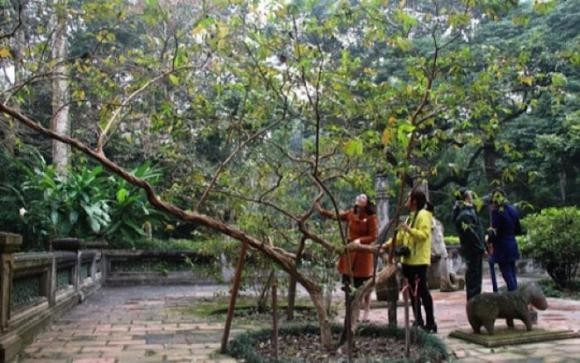 La lung cay oi gan 100 nam tuoi biet 'cuoi' o Thanh Hoa-Hinh-4