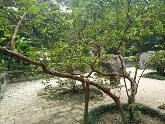 La lung cay oi gan 100 nam tuoi biet 'cuoi' o Thanh Hoa