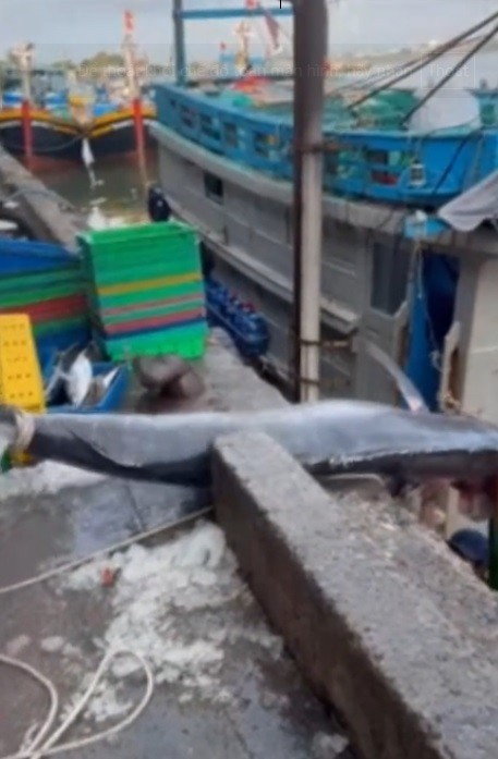 Cá cờ “khủng” 200 kg sa lưới ở Vũng Tàu... loài quý hiếm sao? - Hình 2 Ca co “khung” 200 kg sa luoi o Vung Tau... loai quy hiem sao?-Hinh-2