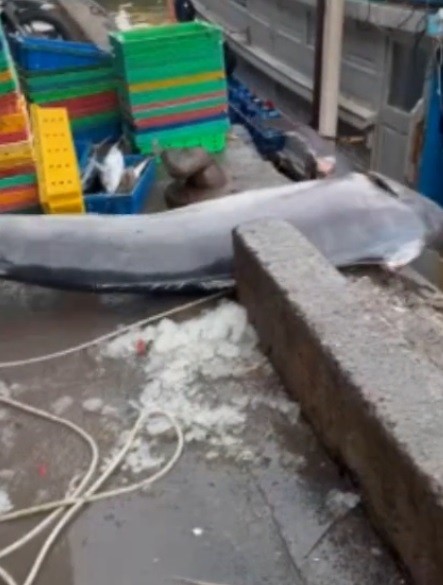 Cá cờ “khủng” 200 kg sa lưới ở Vũng Tàu... loài quý hiếm sao? - Hình 3 Ca co “khung” 200 kg sa luoi o Vung Tau... loai quy hiem sao?-Hinh-3
