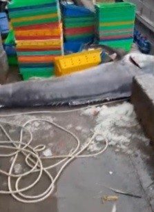 Cá cờ “khủng” 200 kg sa lưới ở Vũng Tàu... loài quý hiếm sao? - Hình 4 Ca co “khung” 200 kg sa luoi o Vung Tau... loai quy hiem sao?-Hinh-4