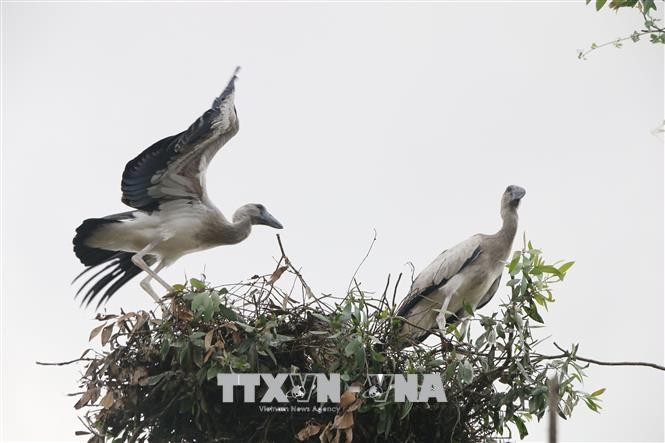 Chim nhạn quý hiếm tưởng tuyệt chủng bỗng xuất hiện ở Quảng Bình - Hình 7 Chim nhan quy hiem tuong tuyet chung bong xuat hien o Quang Binh-Hinh-7