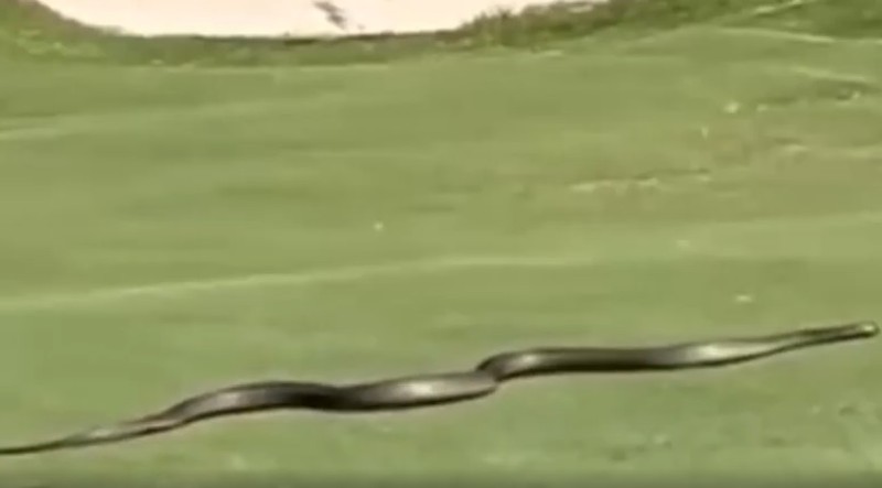 Ran khong lo bat ngo xuat hien o san golf... lo su that kinh hoang-Hinh-4