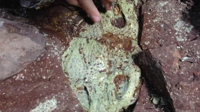 Phat hien dan 'quai vat' khong lo 230 trieu nam, chuyen gia mung quynh