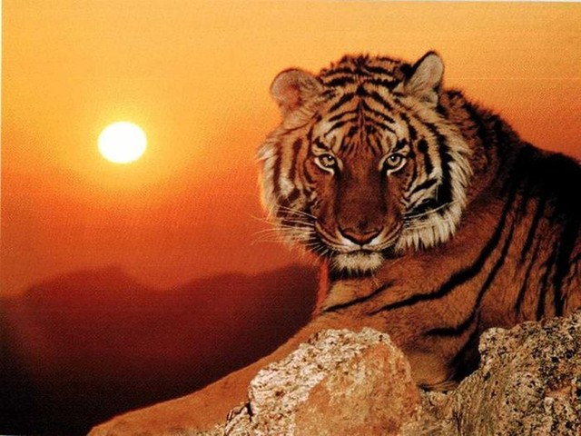 Sau Ram thang 4 Am lich, 4 con giap giau len bat ngo-Hinh-8