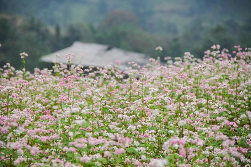 Ngam hoa tam giac mach no som o Bac Ha, Lao Cai-Hinh-4