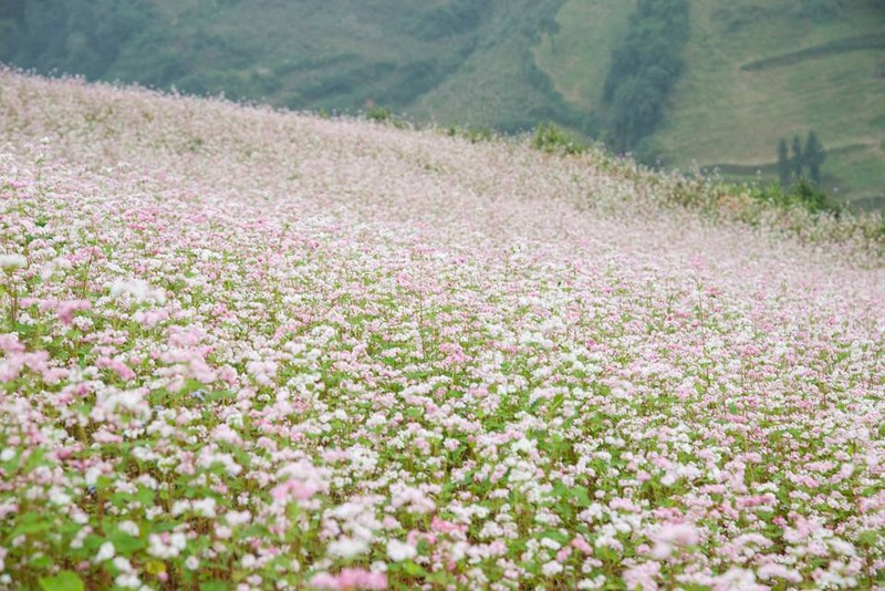 Ngam hoa tam giac mach no som o Bac Ha, Lao Cai-Hinh-5