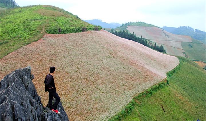 Muon ngam hoa tam giac manh Ha Giang, nen dung dau?