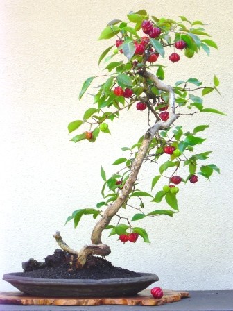 Chiem nguong chau bonsai tu cay an qua cuc doc de trung Tet-Hinh-3