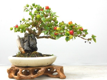 Chiem nguong chau bonsai tu cay an qua cuc doc de trung Tet-Hinh-4