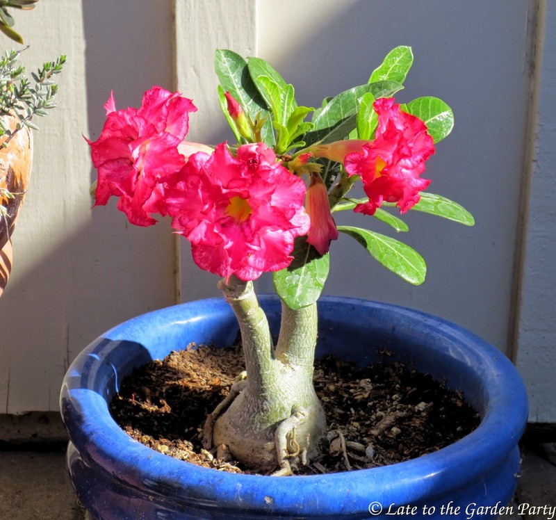 Dan choi me man nhung chau hoa bonsai the doc tuyet dep-Hinh-10