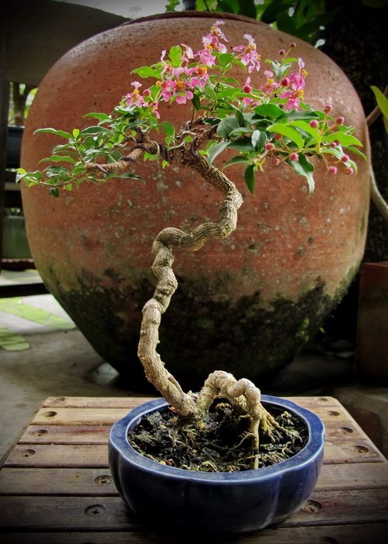 Dan choi me man nhung chau hoa bonsai the doc tuyet dep-Hinh-3