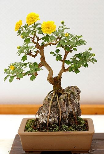 Dan choi me man nhung chau hoa bonsai the doc tuyet dep-Hinh-4