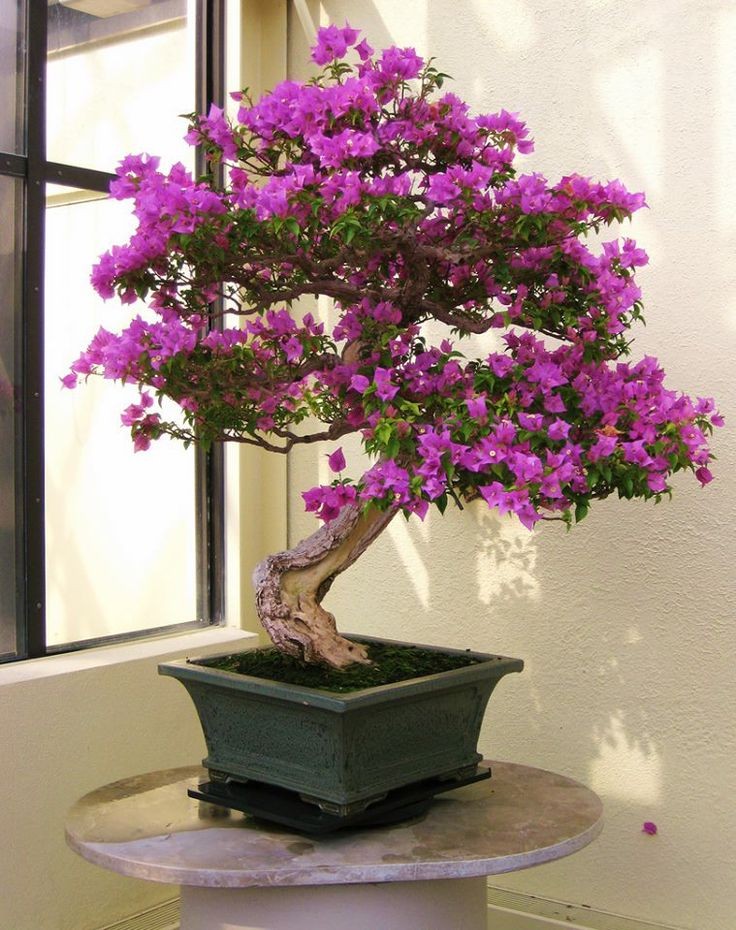 Dan choi me man nhung chau hoa bonsai the doc tuyet dep-Hinh-5