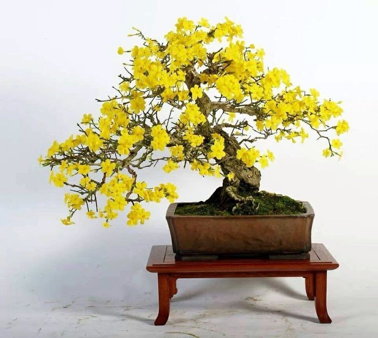 Dan choi me man nhung chau hoa bonsai the doc tuyet dep-Hinh-6