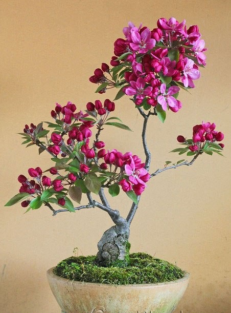 Dan choi me man nhung chau hoa bonsai the doc tuyet dep-Hinh-8