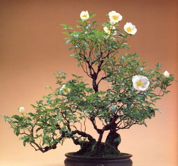 Dan choi me man nhung chau hoa bonsai the doc tuyet dep-Hinh-9