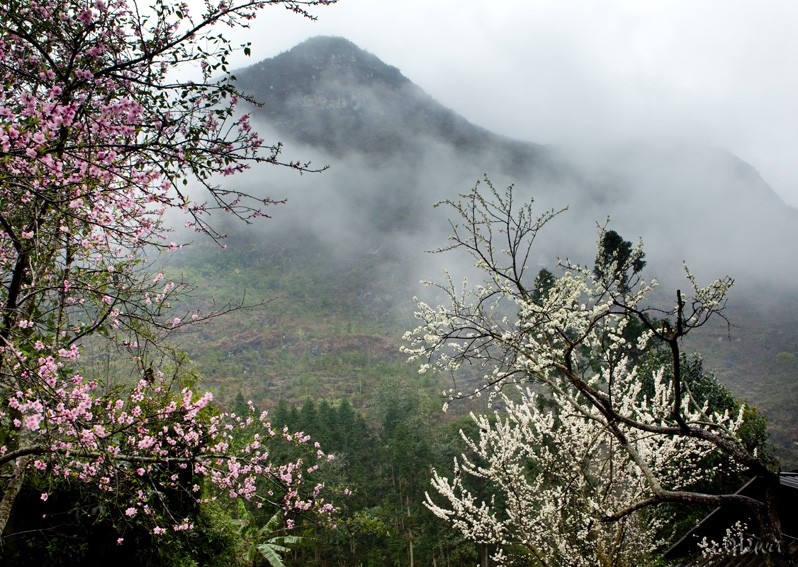 Dep me hon nhung dia diem ngam hoa ban tuyet nhat VN-Hinh-4