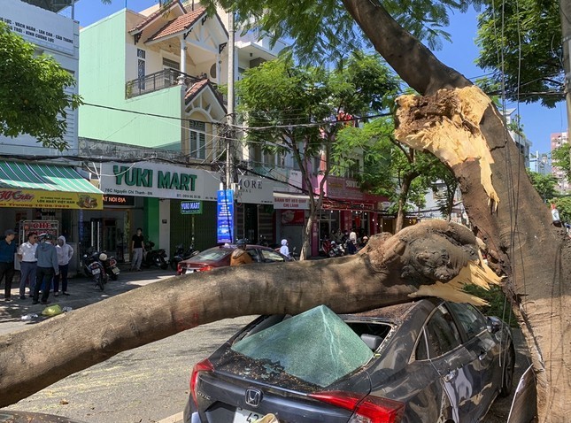 Cay xanh gay do, de bep xe hoi tren duong-Hinh-2