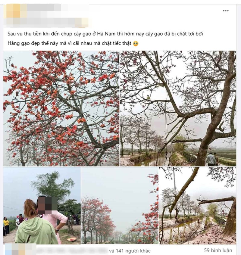 Hàng cây gạo bị chặt cành sau “phốt” thu phí gây bức xúc mạnh Hang cay gao bi chat canh sau “phot” thu phi gay buc xuc manh