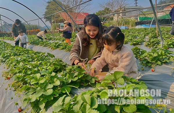 Vuon dau Xu Lang “hut khach” dip dau nam-Hinh-9