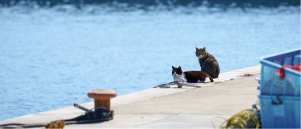 Tham Tashirojima - hon dao o Nhat Ban noi 'cu dan' chu yeu la... meo-Hinh-2