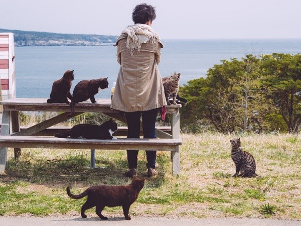 Tham Tashirojima - hon dao o Nhat Ban noi 'cu dan' chu yeu la... meo-Hinh-3