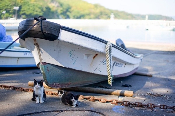 Tham Tashirojima - hon dao o Nhat Ban noi 'cu dan' chu yeu la... meo-Hinh-6