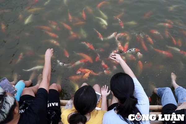 Gioi tre Ha Noi thich thu voi hang nghin chu ca Koi Ho Tay-Hinh-5