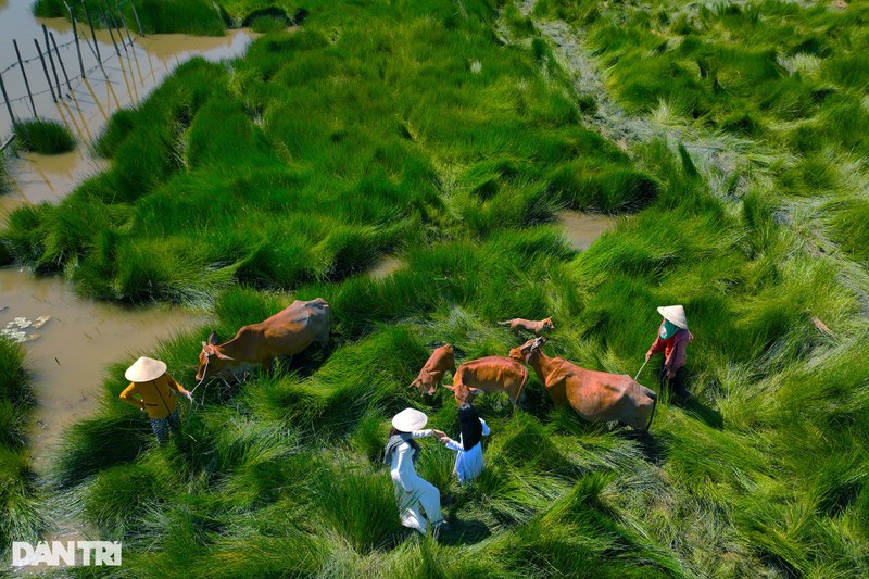 “Loc troi ban” canh dong co nang dep me ly duy nhat o Mien Trung-Hinh-7