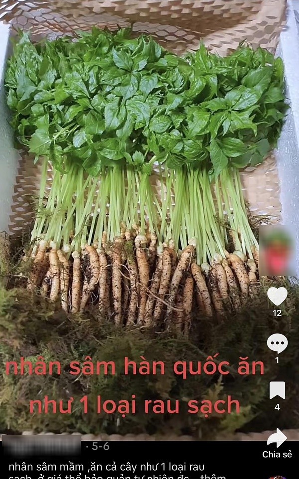 Chuyen gia noi gi ve trao luu an nhan sam mam cai thien suc khoe?