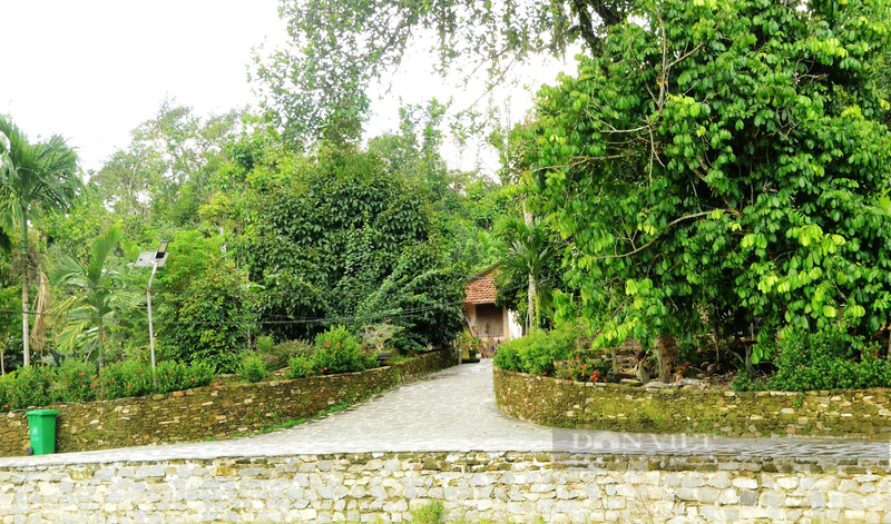 Một làng cổ nổi tiếng Quảng Nam trái cây đủ màu xanh, đỏ, tím, vàng
