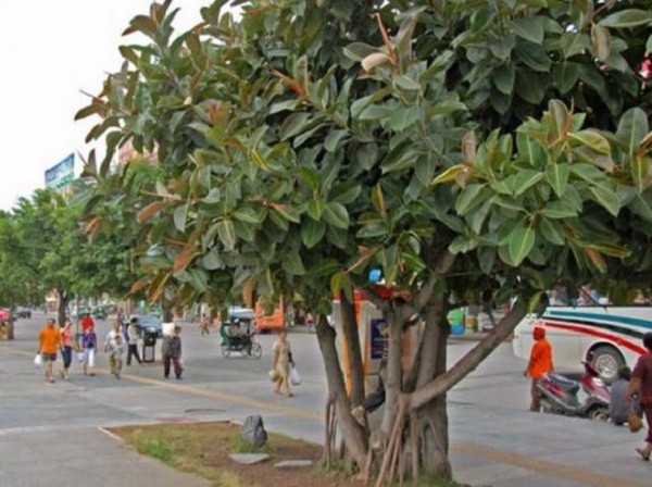 4 loai cay khac tinh cua Than Tai,  “cat ngang” loc la