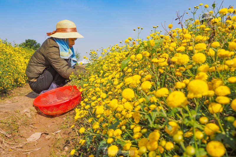 Sac vang ruc ro tren canh dong cuc chi mua thu hoach-Hinh-4