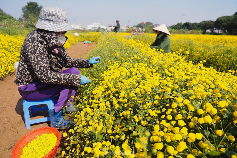 Sac vang ruc ro tren canh dong cuc chi mua thu hoach-Hinh-6