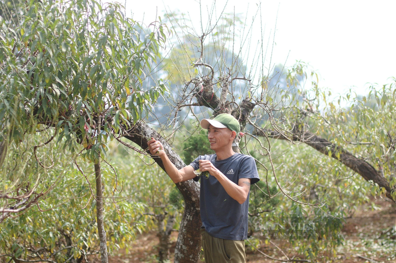 Hoa Binh: Nong dan huyen Da Bac tat bat cham dao Tet-Hinh-2