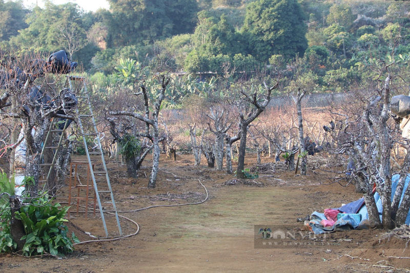 Hoa Binh: Nong dan huyen Da Bac tat bat cham dao Tet-Hinh-3