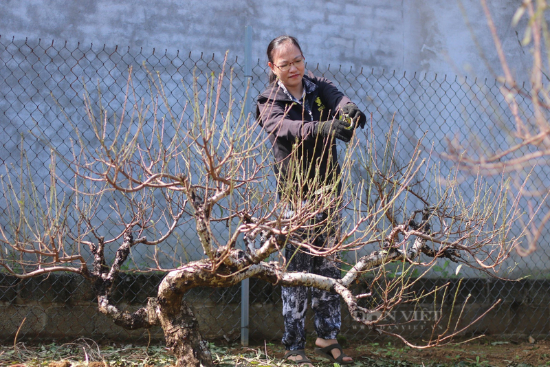 Hoa Binh: Nong dan huyen Da Bac tat bat cham dao Tet