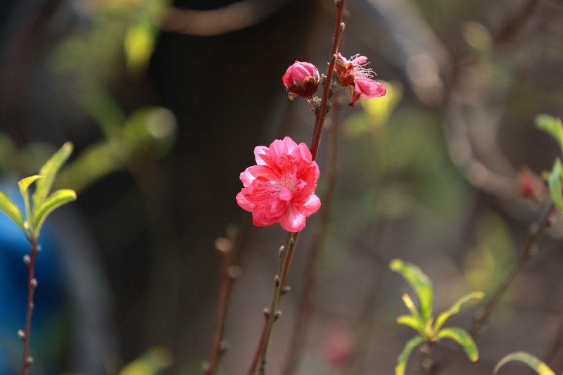 Nguoi trong dao Nhat Tan ngong thoi tiet, thap thom lo hoa no som-Hinh-11