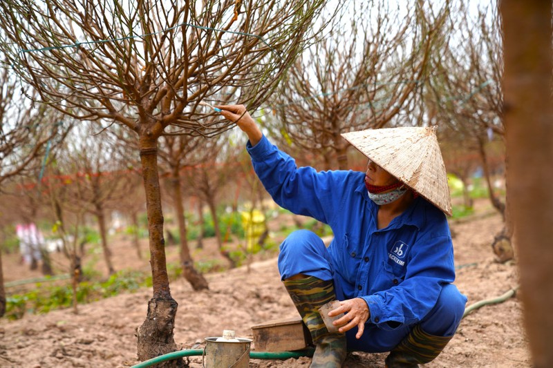 Nguoi trong dao Nhat Tan ngong thoi tiet, thap thom lo hoa no som-Hinh-3